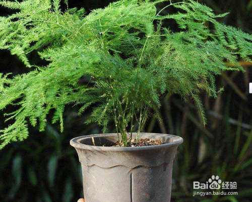 文竹养护中需要注意哪些问题？