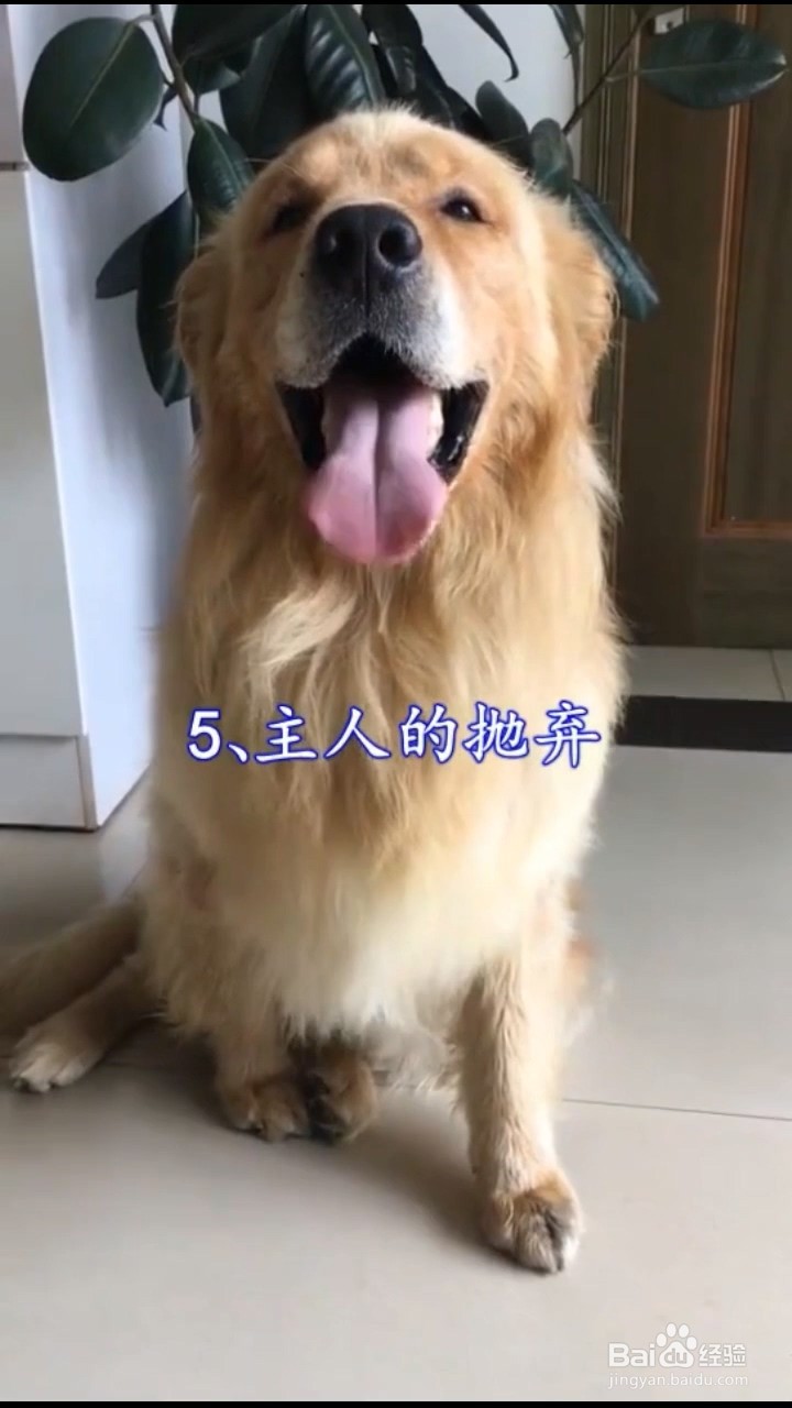 狗狗害怕的5件事