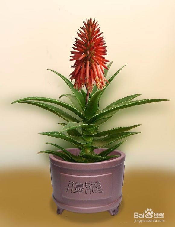 几种适合室内养殖的花卉