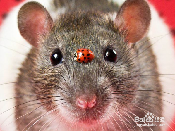 老鼠在天花板上怎样去除