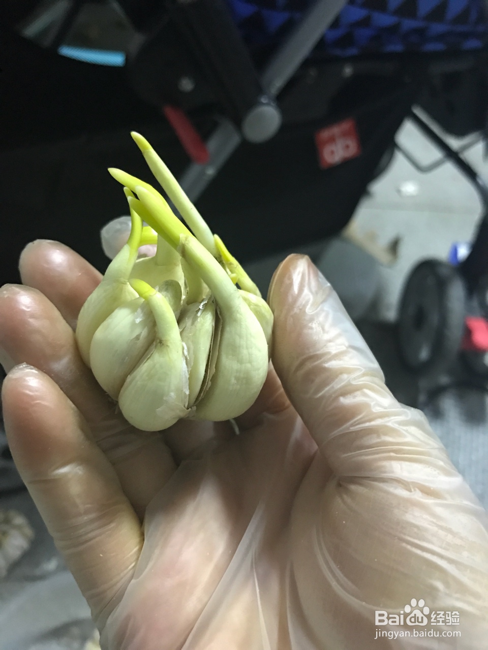 详细教你做水培蒜苗