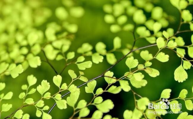 摄影创作中，如何通过构图突出主体？