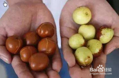 硫磺枣怎么识别