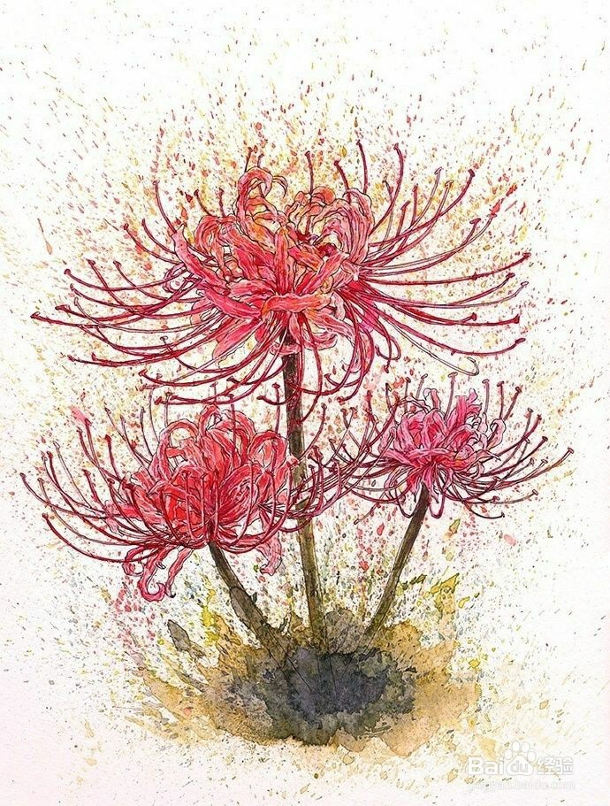 手绘彼岸花画法