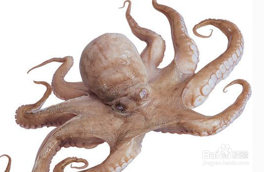 章鱼怎么做好吃