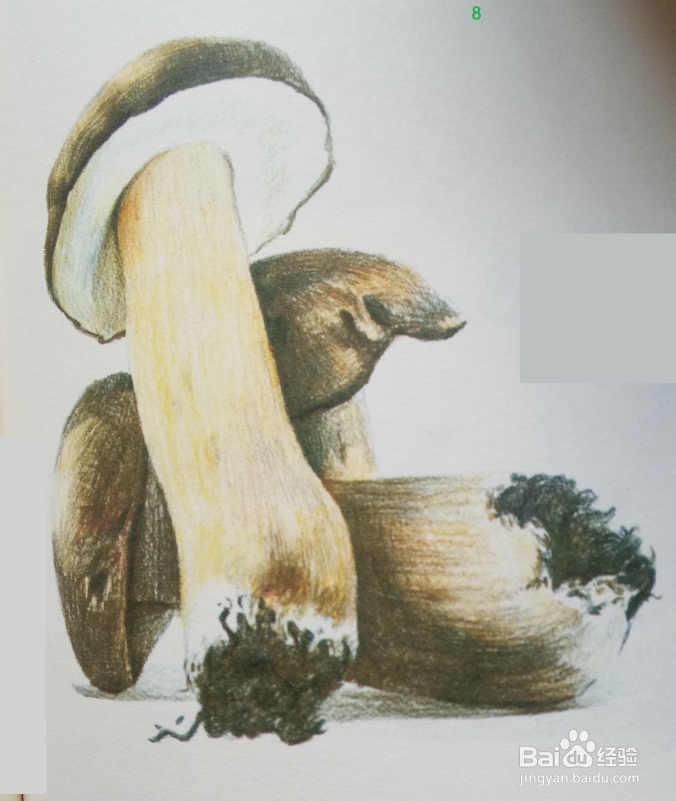 色铅笔绘制蘑菇