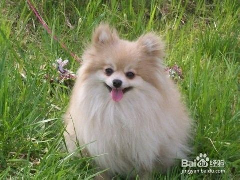 狗狗食欲不振怎么办 百度经验