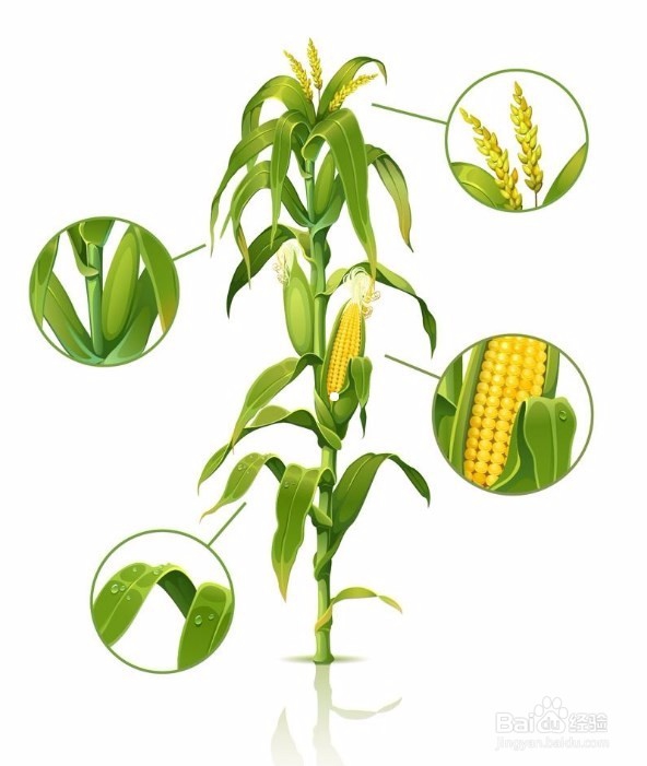 大田玉米最佳收获期三看帮你丰产