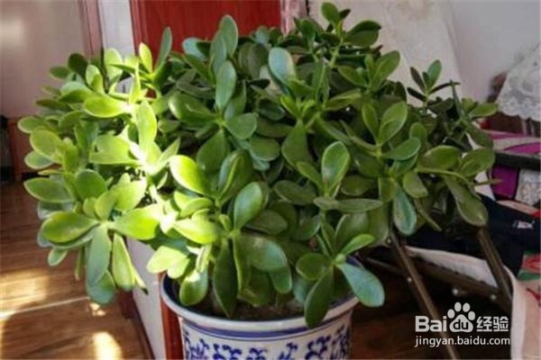 玉树的养殖方法和注意事项都有什么？