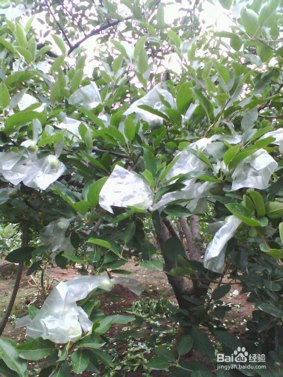 你知道苹果是怎么来的么