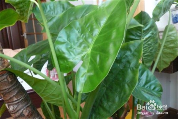 滴水观音的养殖方法和注意事项有哪些？