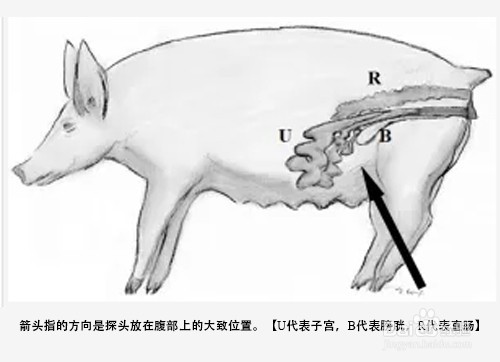 猪用B超仪怎么用