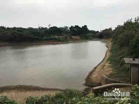 水库钓鱼打窝方法