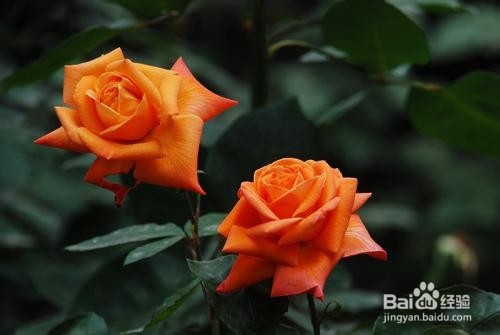 月季花的养殖方法