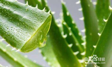 用芦荟擦脸有什么好处