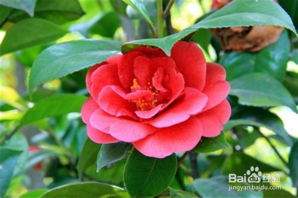 山茶花的养殖方法和注意事项都有什么?