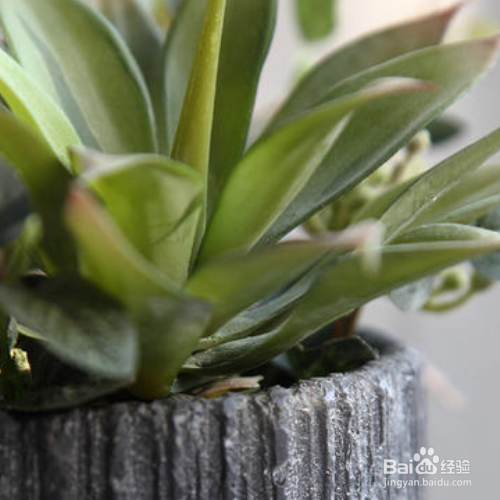 花盆里有蜈蚣怎么去除