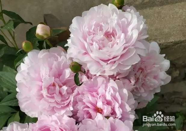 中国名花，五月花神，一开就惊艳全场