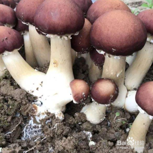 大球盖菇栽培技术