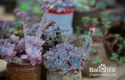 夏季给多肉浇水,注意这几点,让其越长越美