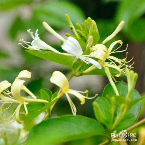 金银花施肥要注意哪些？