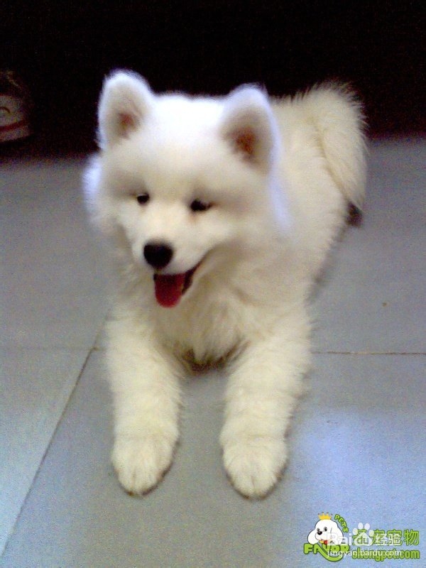 如何训练狗狗不随处大小便