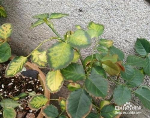 月季黄叶有哪些原因?