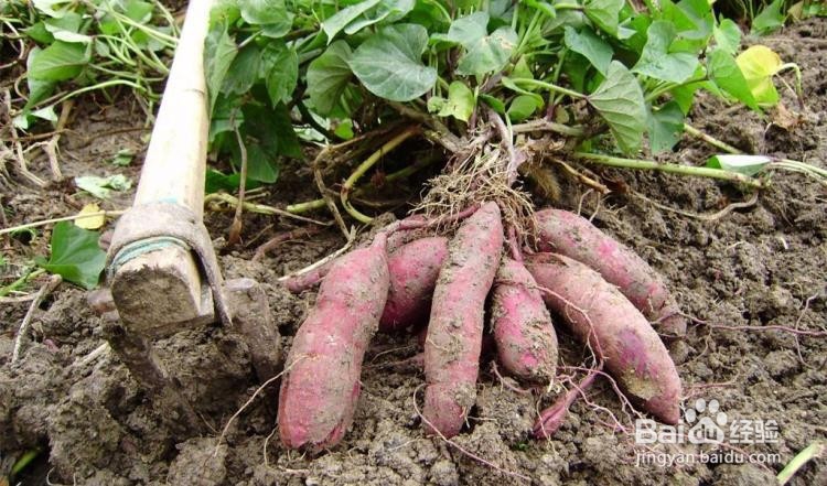 红薯——你怎嘛能忽视它