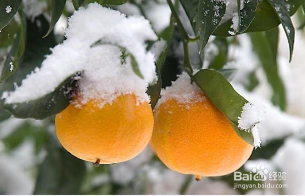 冬天吃橙子的健康益处