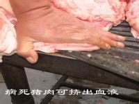 辨别病死猪肉的一些方法分享