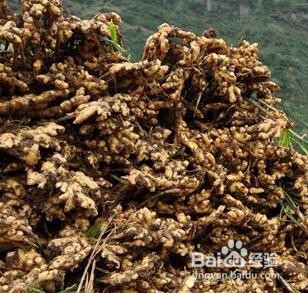 如何防治黄姜茎基腐病