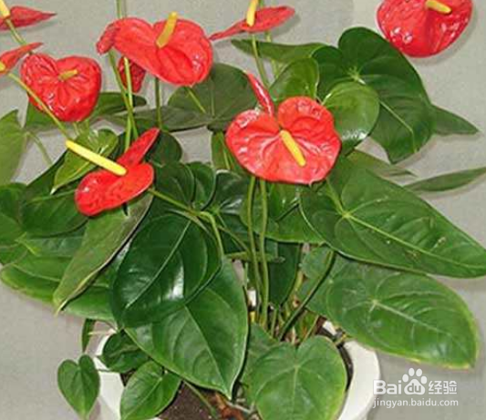 火鹤花栽培技术