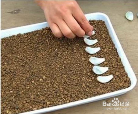 冬天多肉叶片扦插方法