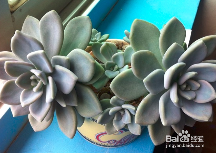 冬美人老桩修剪教程