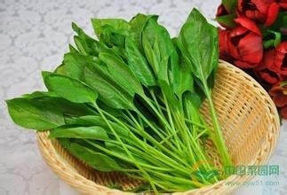 10种超级护眼食物