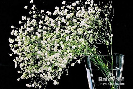 满天星干花怎么养呢？