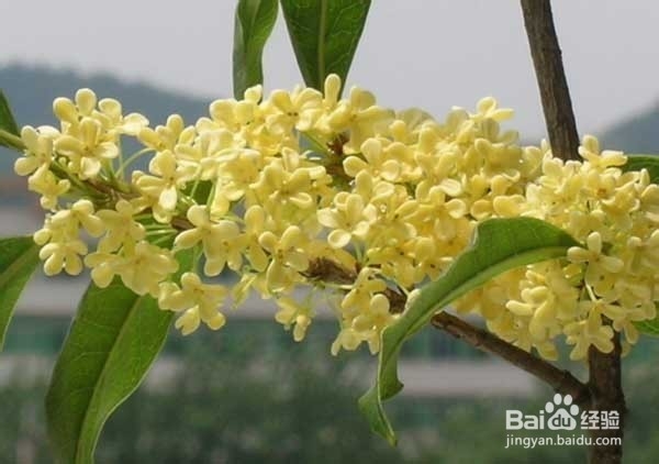 桂花凉粉的做法