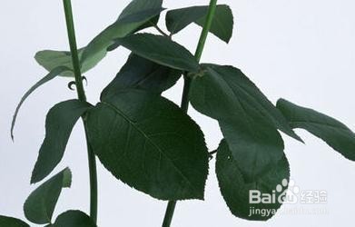 如何区分月季和玫瑰