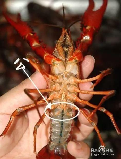 小龙虾如何选择？如何放养？