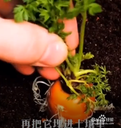 在生活中的种植的小妙招
