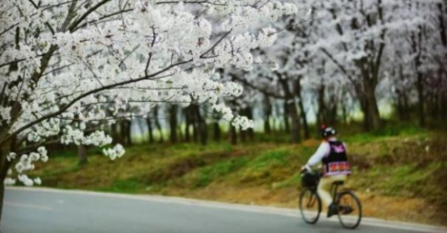 平坝樱花门票多少