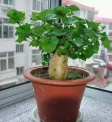 红薯盆栽的制作