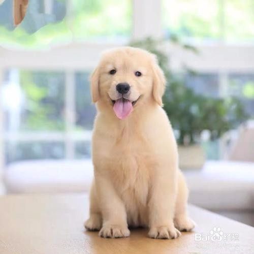 如何增强狗狗免疫力 百度经验