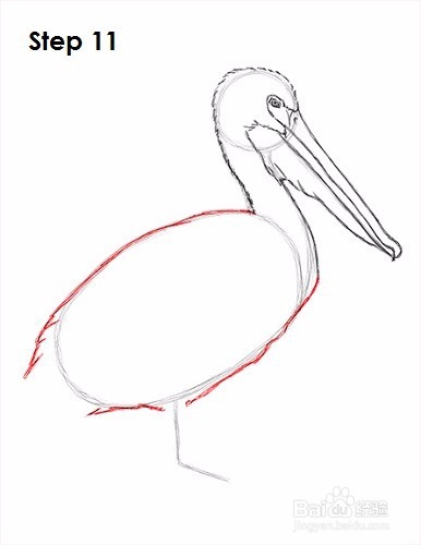 如何画一只鹈鹕——加菲的吃货生活