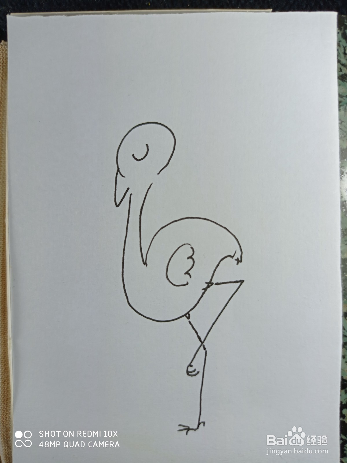 怎样画简笔画鸵鸟
