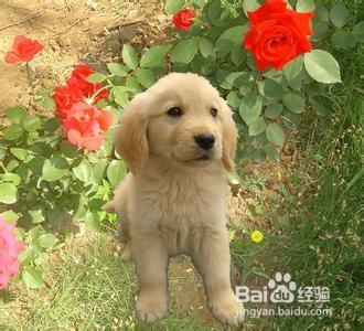 小狗发育需要吃什么