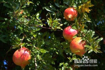 女性补血吃什么好？