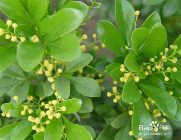 米兰花（四季米兰）的种植方法及价值