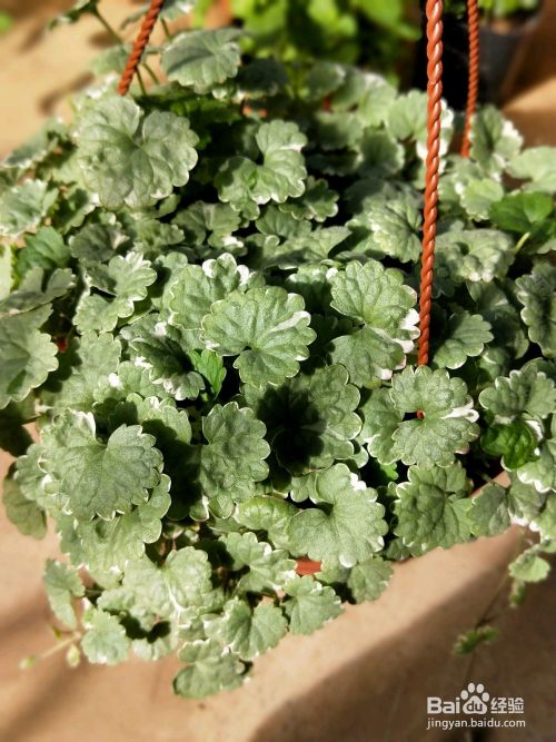金钱薄荷怎么养 百度经验