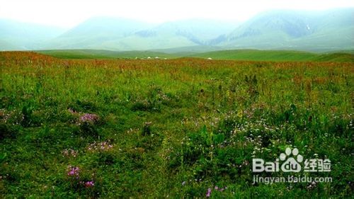 天山深处的绿岛那拉提游记攻略